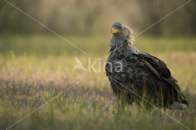 White-tailed Sea Eagle (Haliaeetus albicilla)