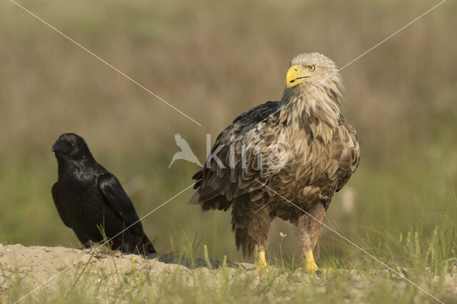 Zeearend (Haliaeetus albicilla)