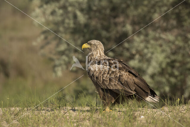 Zeearend (Haliaeetus albicilla)