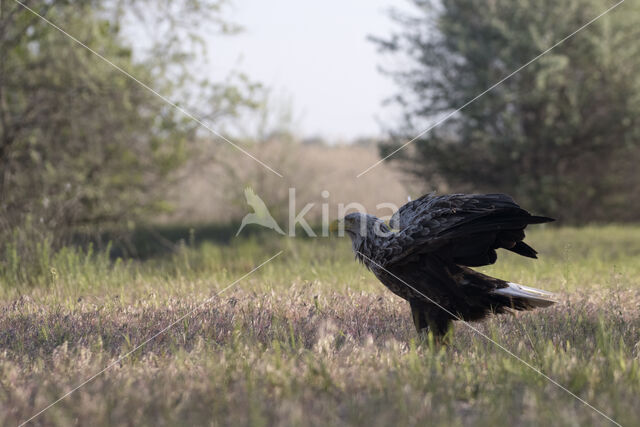 Zeearend (Haliaeetus albicilla)