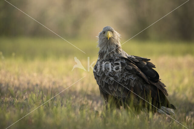 Zeearend (Haliaeetus albicilla)