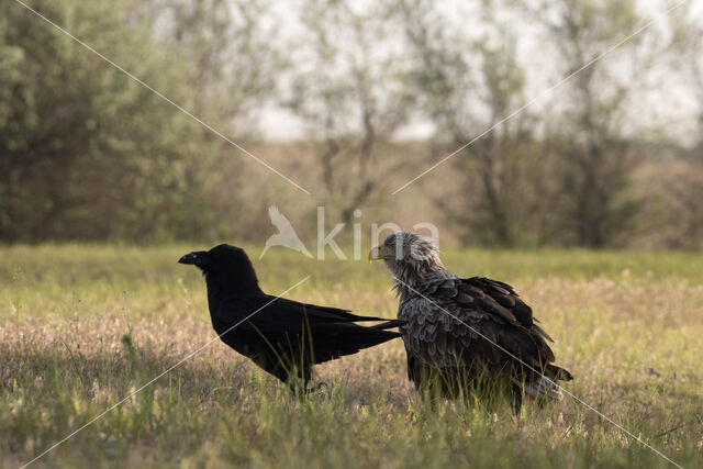 Zeearend (Haliaeetus albicilla)