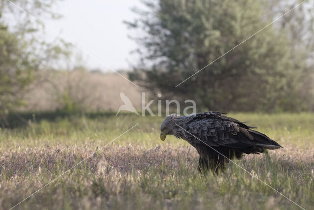 Zeearend (Haliaeetus albicilla)