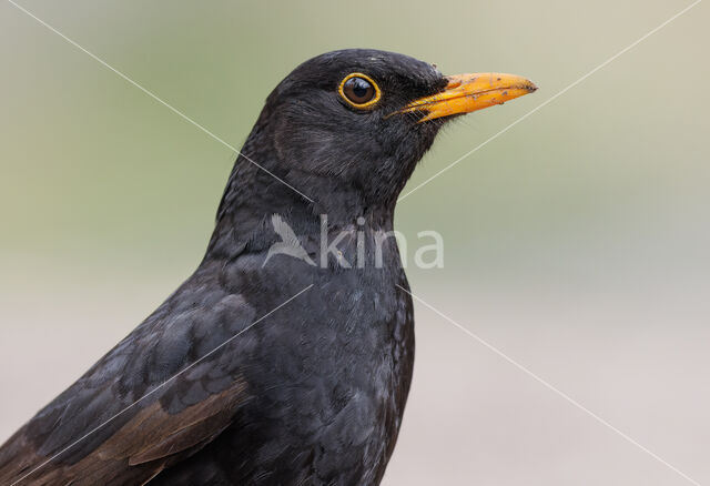 Eurasian Blackbird (Turdus merula)