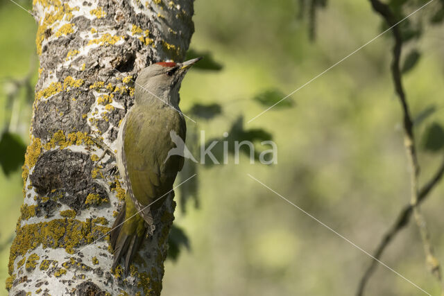 Grey-faced Woodpecker (Picus canus)