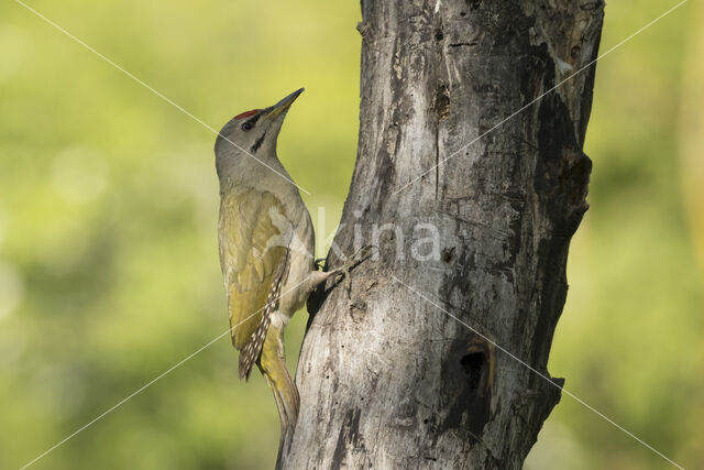 Grey-faced Woodpecker (Picus canus)