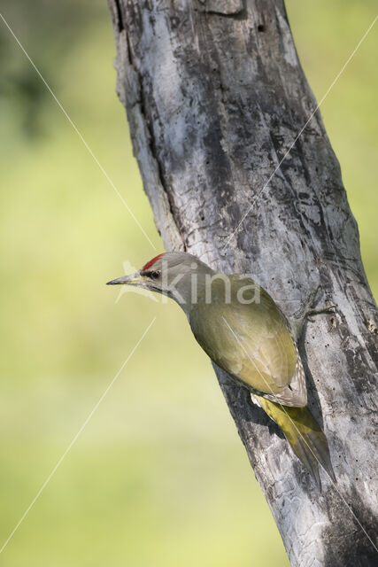 Grey-faced Woodpecker (Picus canus)