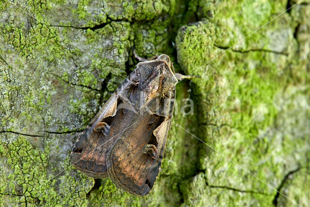 Setaceous Hebrew Character (Xestia c-nigrum)