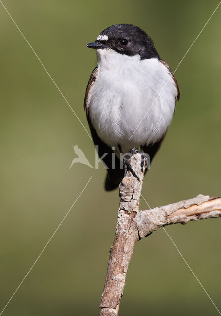 Bonte Vliegenvanger (Ficedula hypoleuca)