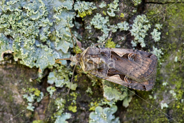 Zwarte c-uil (Xestia c-nigrum)