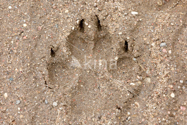 Grey Wolf (Canis lupus)