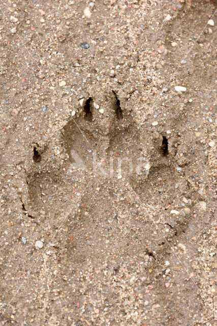 Grey Wolf (Canis lupus)