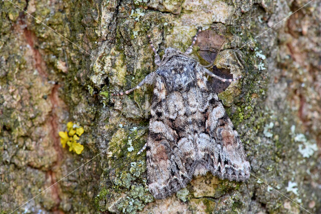 Lacanobia contigua