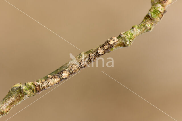 Scarce Umber (Agriopis aurantiaria)