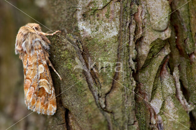 Pine Beauty (Panolis flammea)