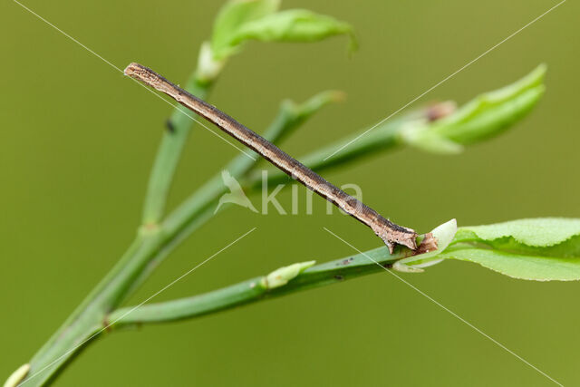 Crème stipspanner (Scopula ternata)