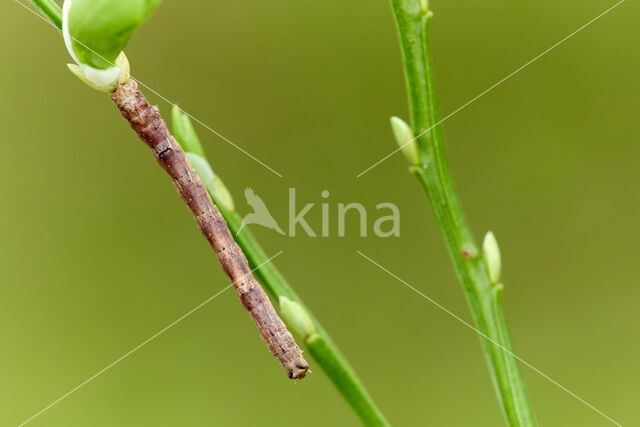 Oranje iepentakvlinder (Angerona prunaria)