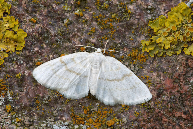 Common Wave (Cabera exanthemata)