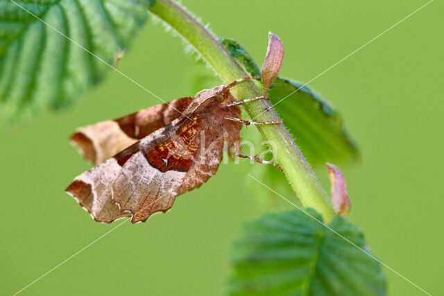 Purple Thorn (Selenia tetralunaria)