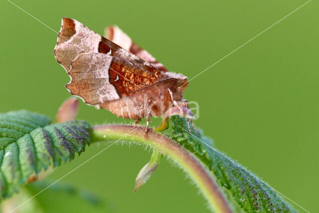 Halvemaanvlinder (Selenia tetralunaria)