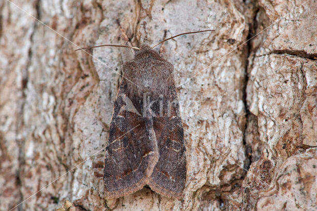 Clouded Drab (Orthosia incerta)