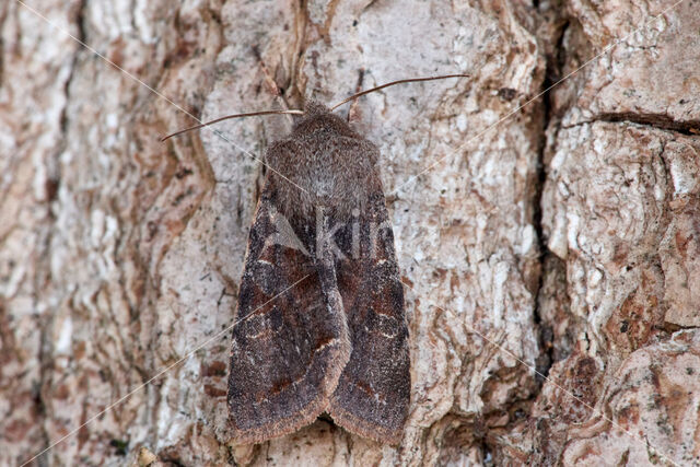 Clouded Drab (Orthosia incerta)