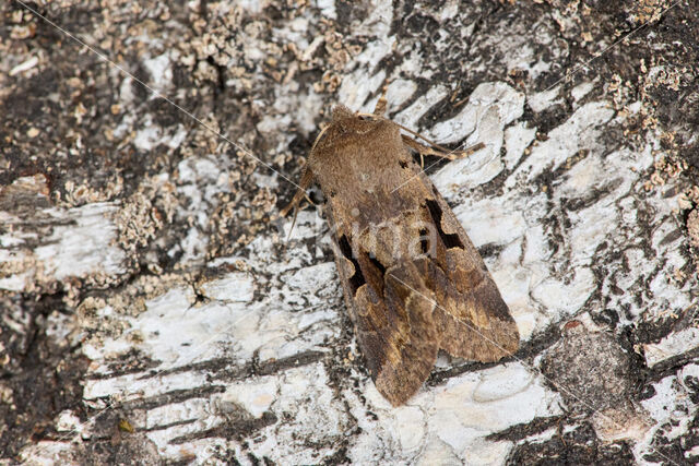 Nunvlinder (Orthosia gothica)