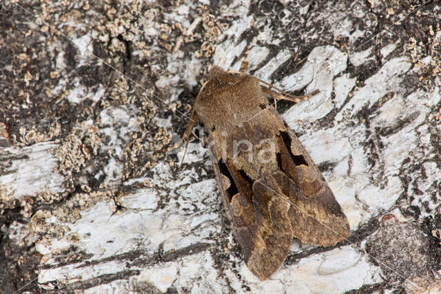 Nunvlinder (Orthosia gothica)