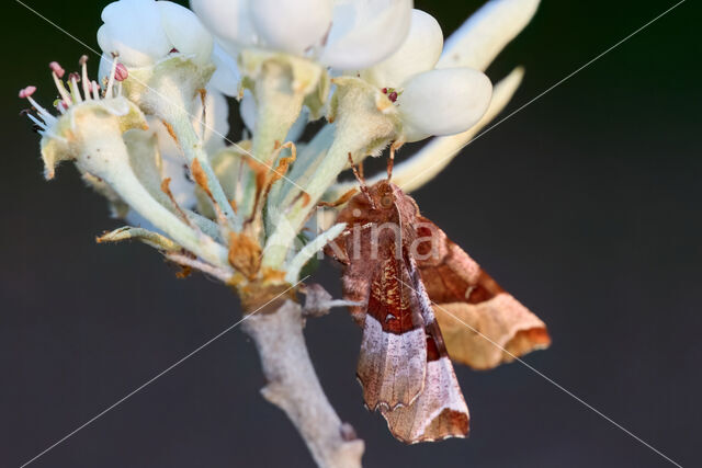 Halvemaanvlinder (Selenia tetralunaria)