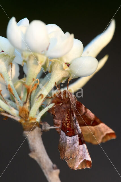 Halvemaanvlinder (Selenia tetralunaria)