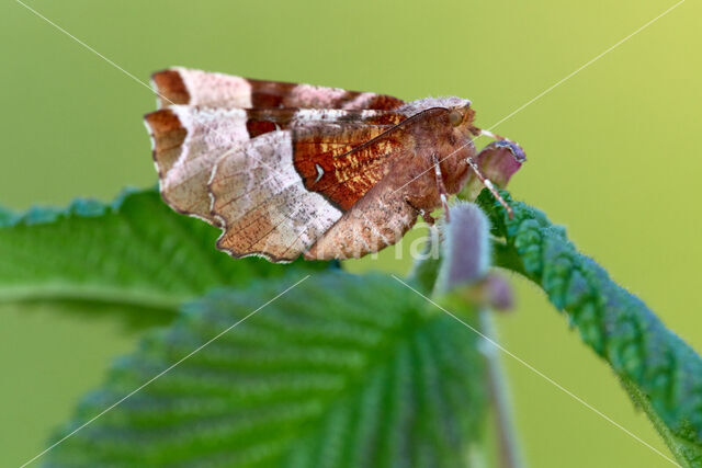 Purple Thorn (Selenia tetralunaria)