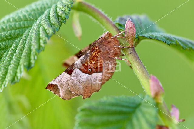 Purple Thorn (Selenia tetralunaria)