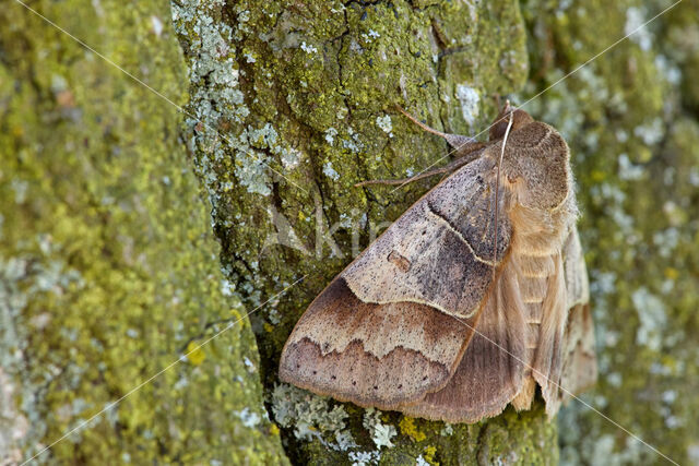 Grijs weeskind (Minucia lunaris)