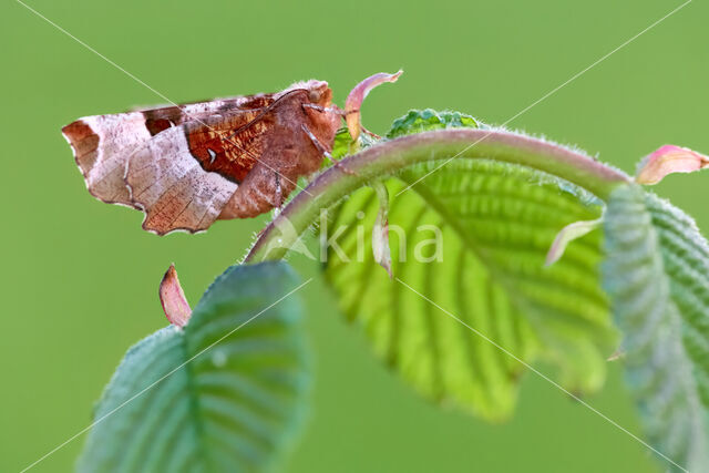 Purple Thorn (Selenia tetralunaria)