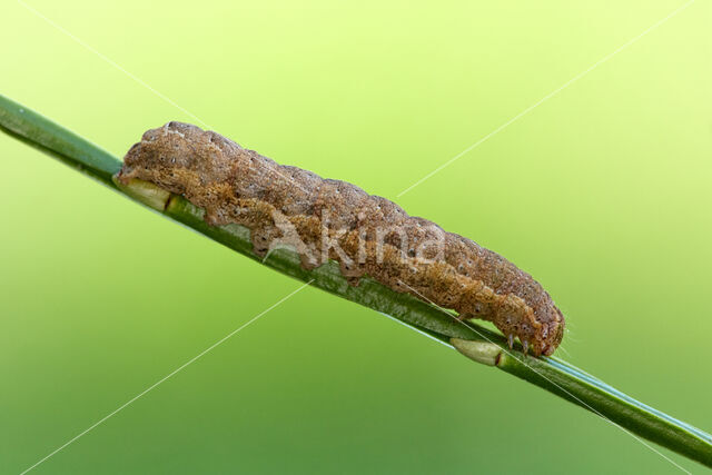 Broad-bordered Yellow Underwing (Noctua fimbriata)