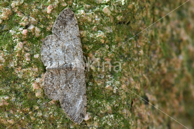 Ringspikkelspanner (Hypomecis punctinalis)