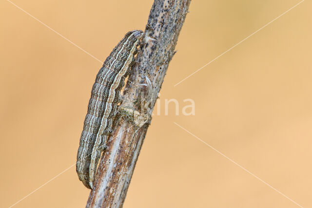 Kleine huismoeder (Noctua interjecta)