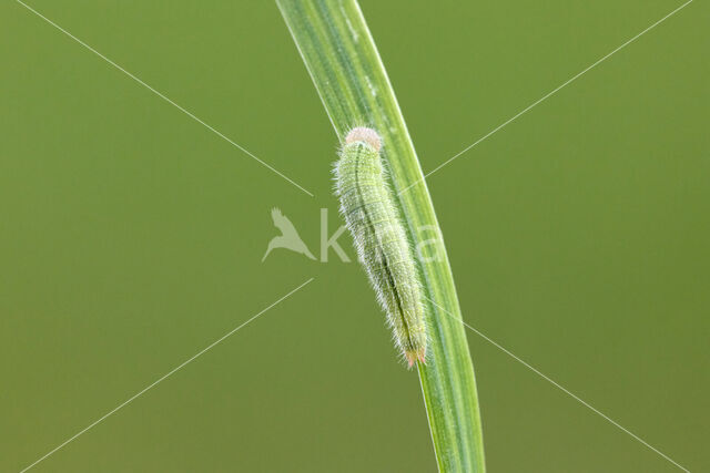 Marbled White (Melanargia galathea)