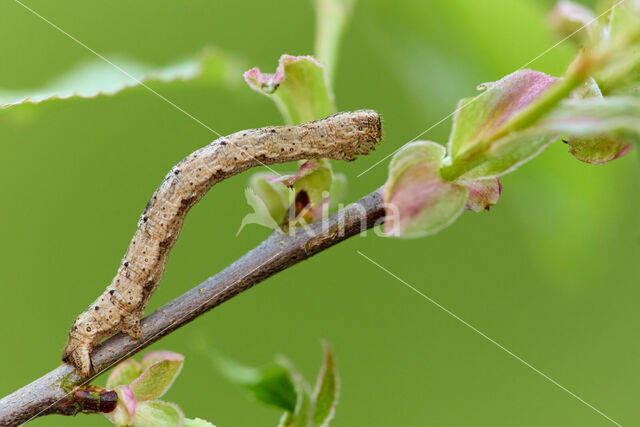 Variabele spikkelspanner (Alcis repandata)