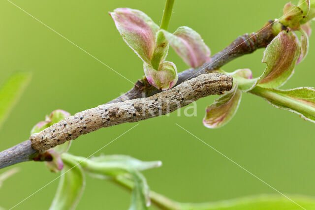 Mottled Beauty (Alcis repandata)