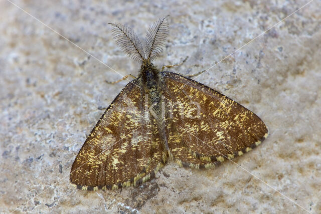 Gewone heispanner (Ematurga atomaria)