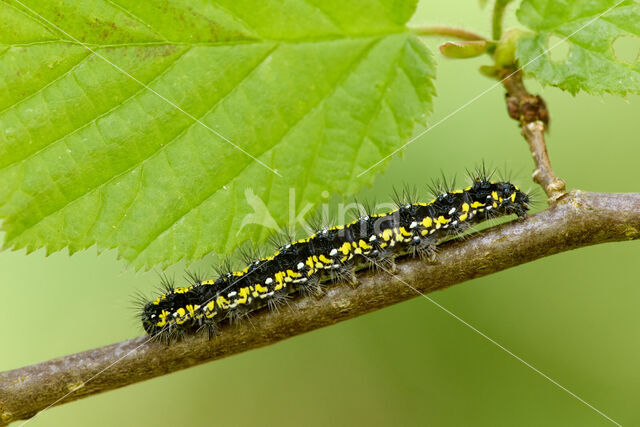 Scarlet Tiger (Callimorpha dominula)