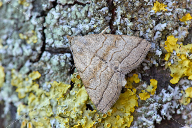 Schaduwsnuituil (Herminia tarsicrinalis)