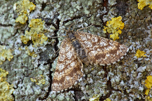 Gewone heispanner (Ematurga atomaria)