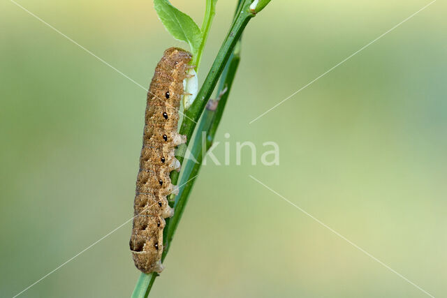 Broad-bordered Yellow Underwing (Noctua fimbriata)