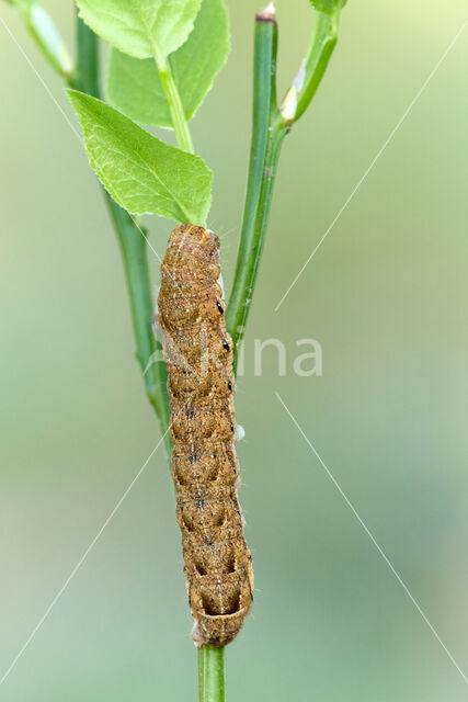 Broad-bordered Yellow Underwing (Noctua fimbriata)