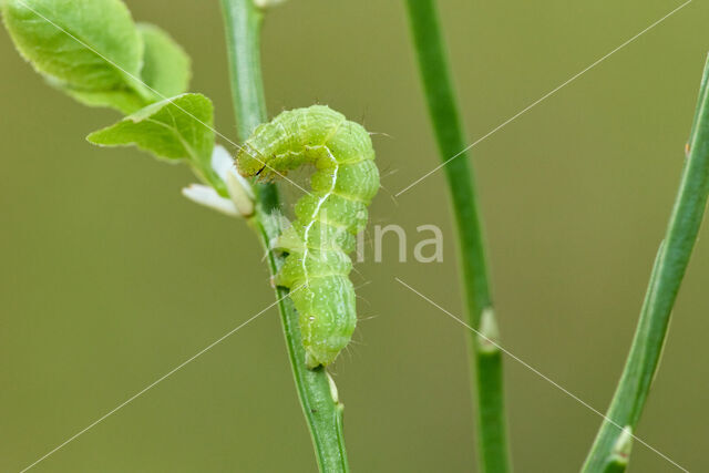 Zilvervenster (Autographa bractea)