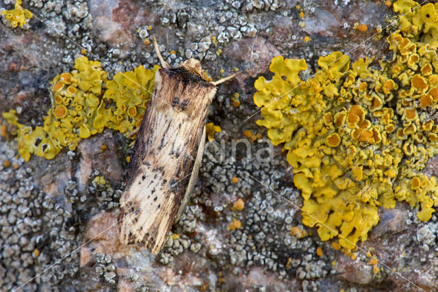 Houtspaander (Axylia putris)