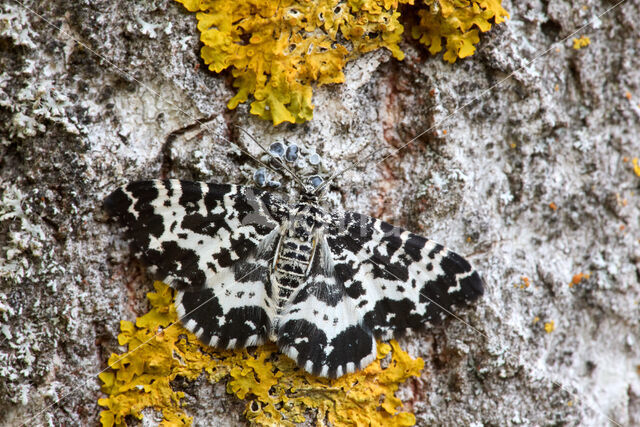 Speerpuntspanner (Rheumaptera hastata)