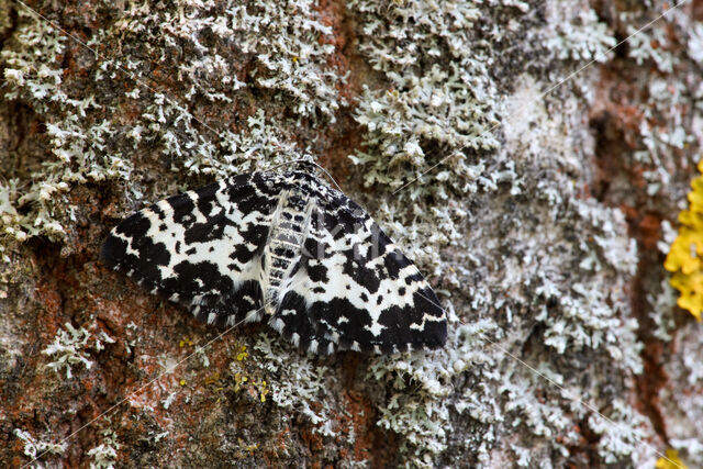 Speerpuntspanner (Rheumaptera hastata)